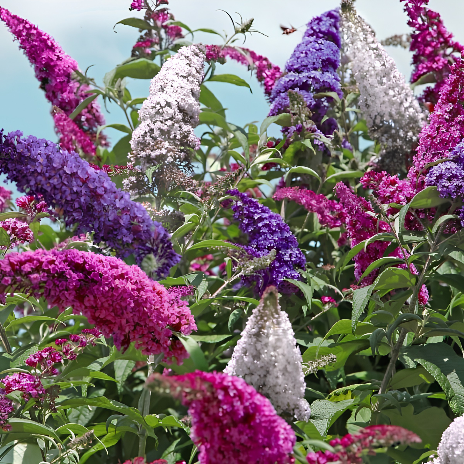 Colorful butterfly bush flowers in pink, purple, and white with green leaves.