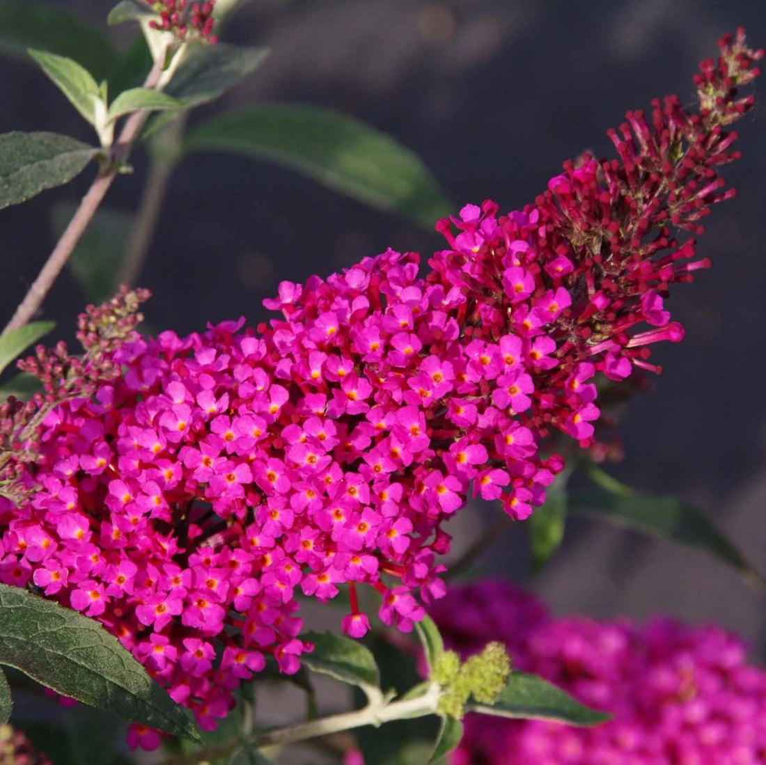 BUZZ HOT RASPBERRY BUTTERFLY BUSH 1gal