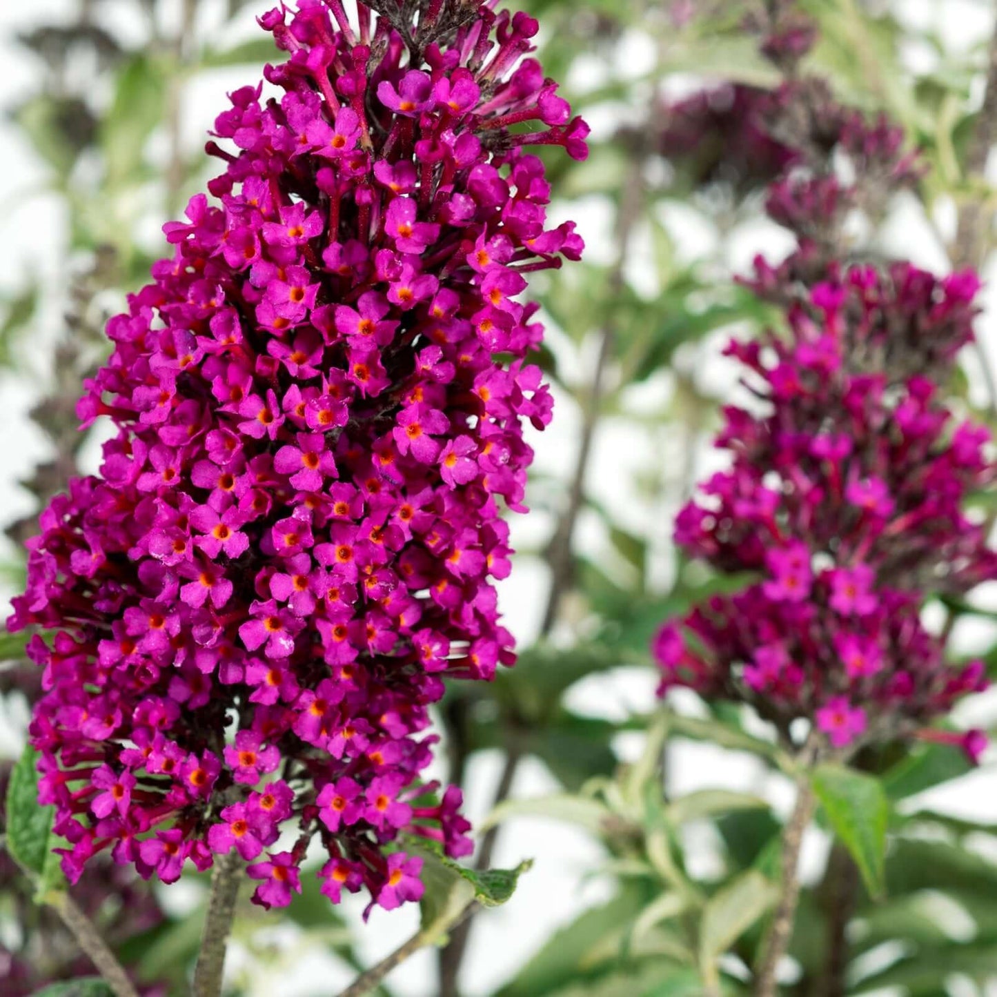HOT RASPBERRY BUTTERFLY BUSH 3gal