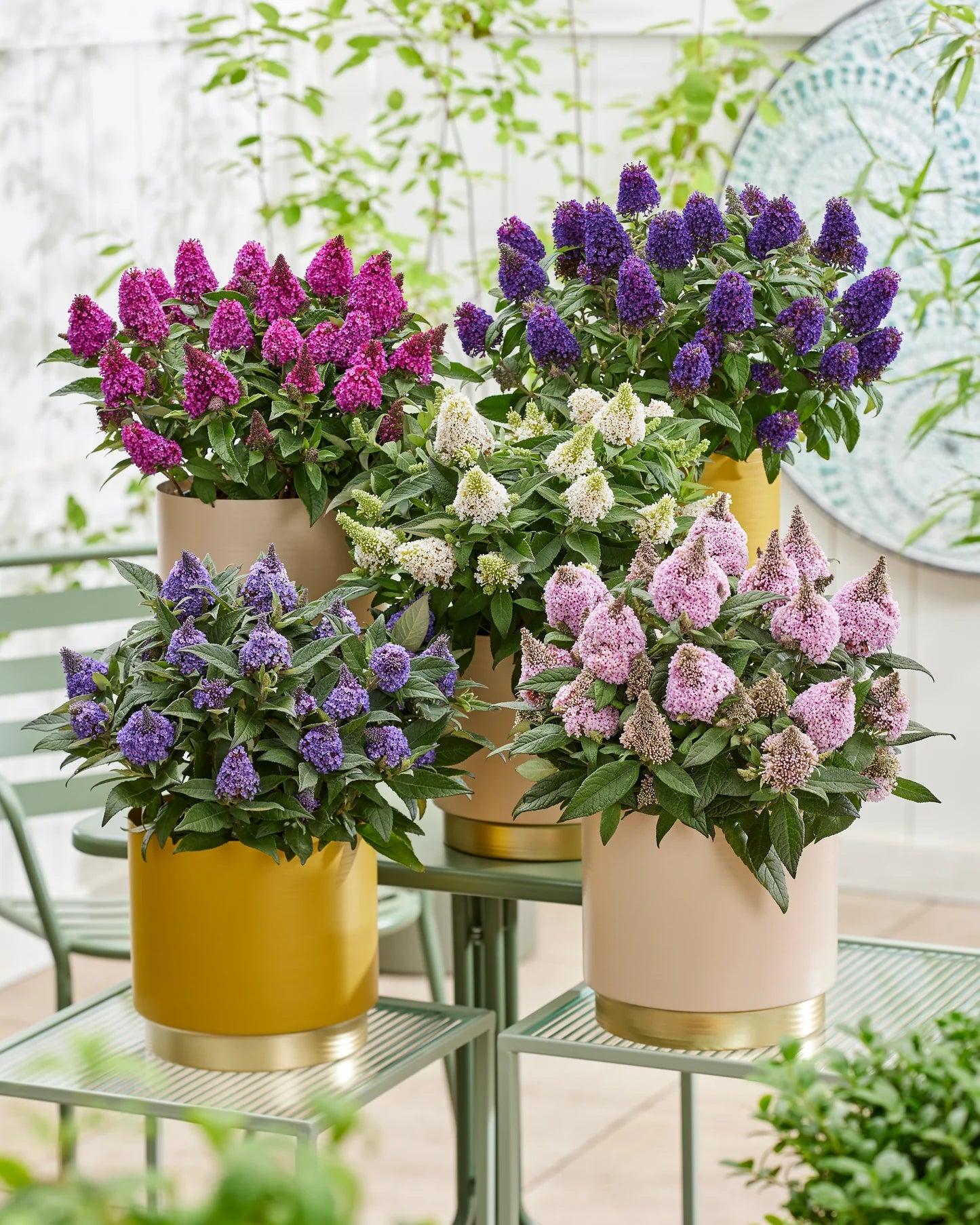LITTLE ROCKSTARS PURPLE BUTTERFLY BUSH 1gal