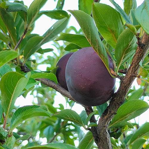 ELEPHANT HEART PLUM TREE 7gal