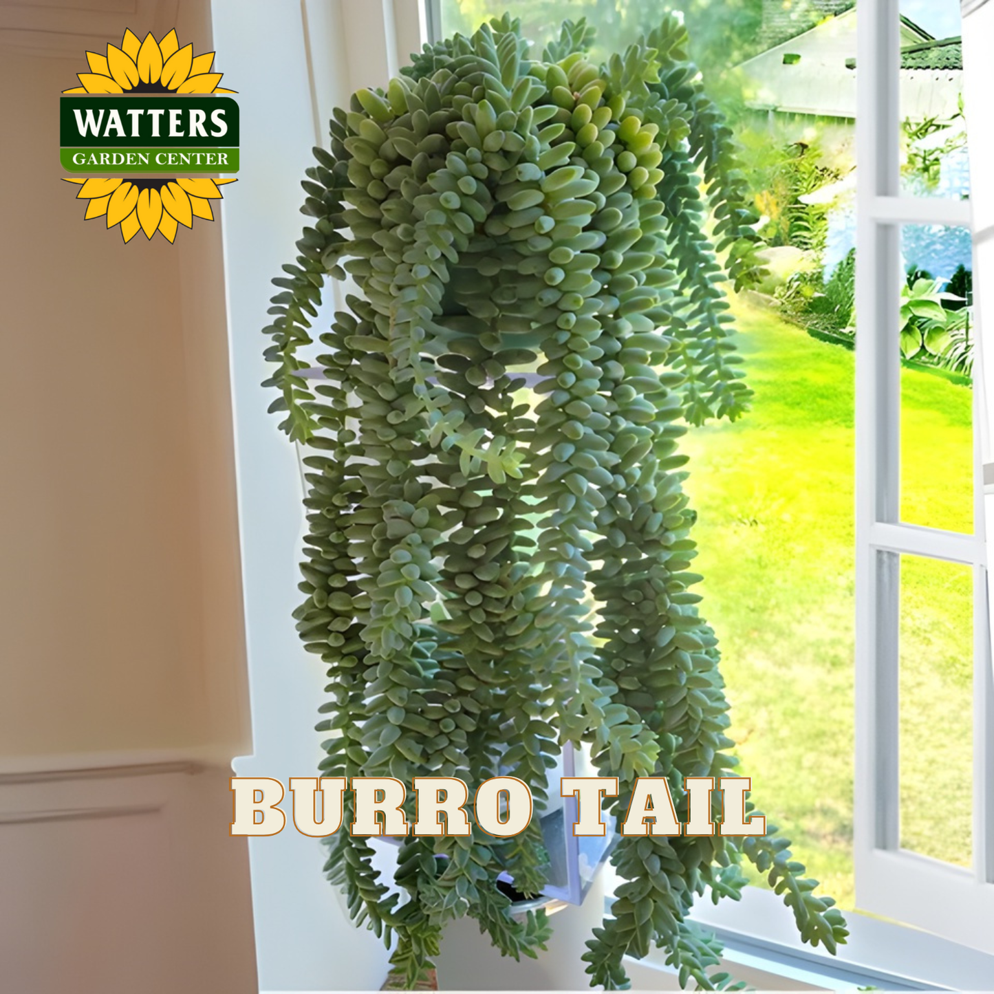 Burro Tail plant in a pot with a window in the background, featuring Watters Garden Center logo.