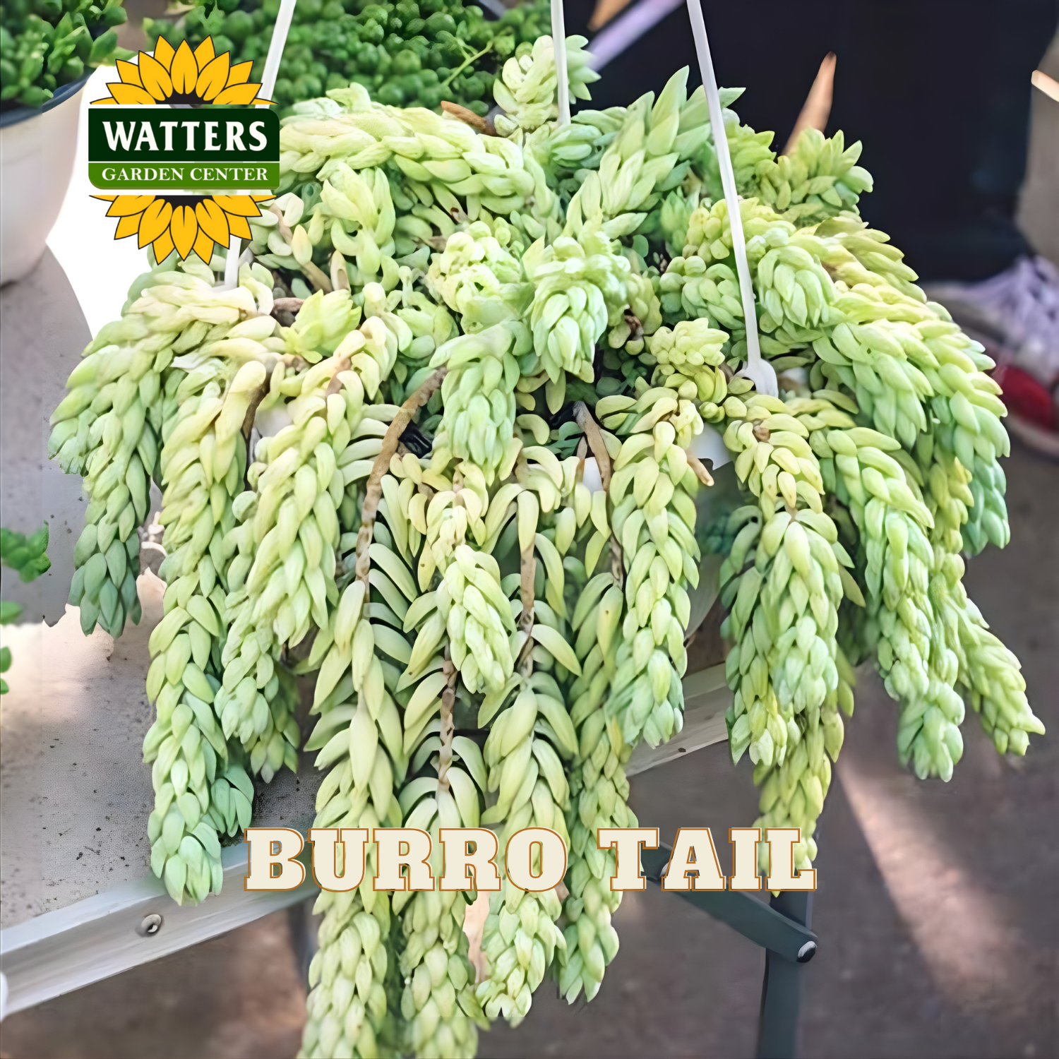 Hanging succulent plant labeled 'Burro Tail' with Watters Garden Center branding.