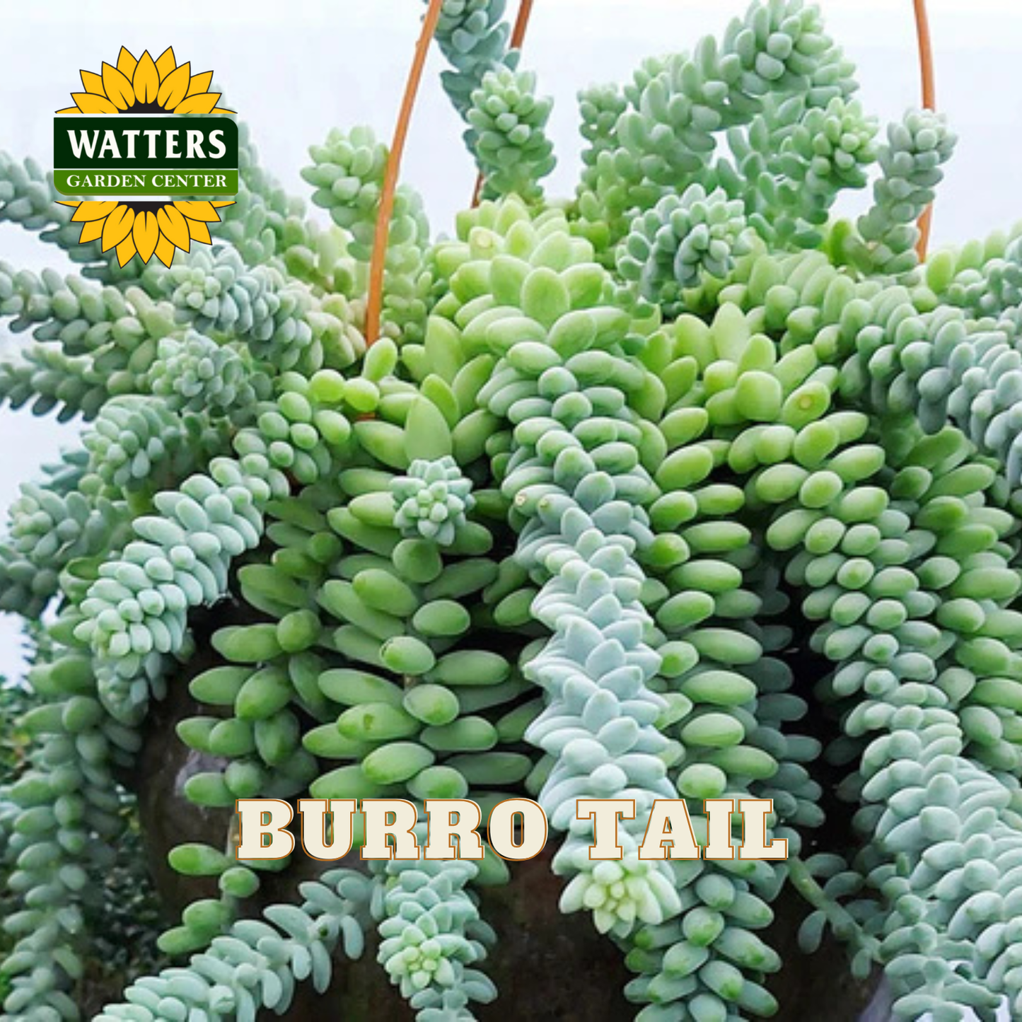 Burro Tail succulent plants with Watters Garden Center logo.