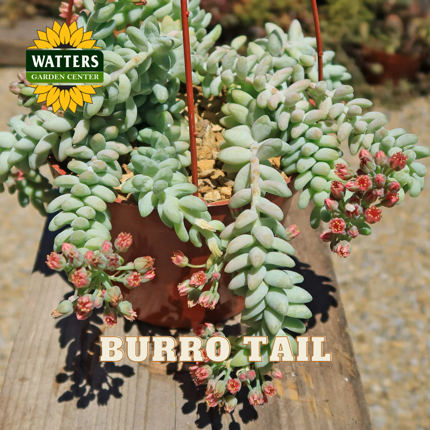 Burro Tail plant in a pot with Watters Garden Center logo