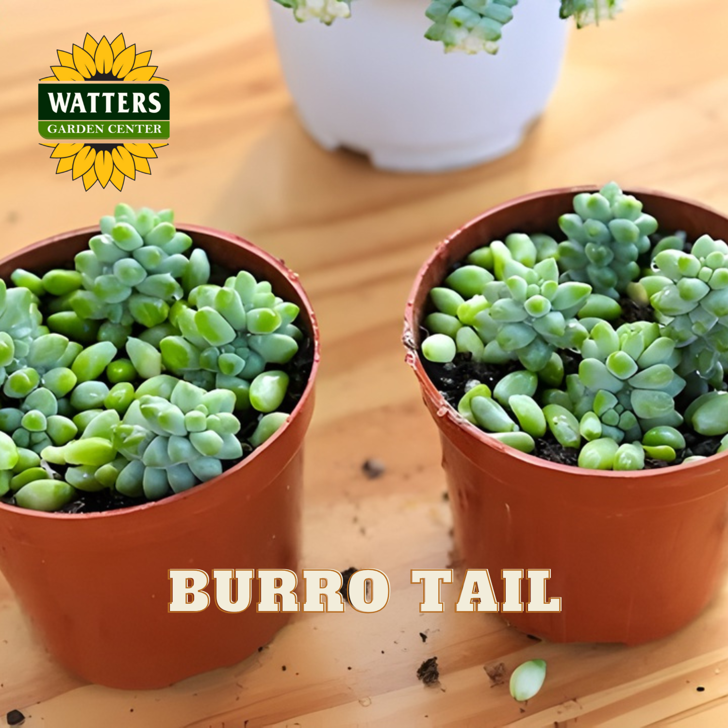 Two potted Burro Tail plants on a wooden surface with Watters Garden Center logo.