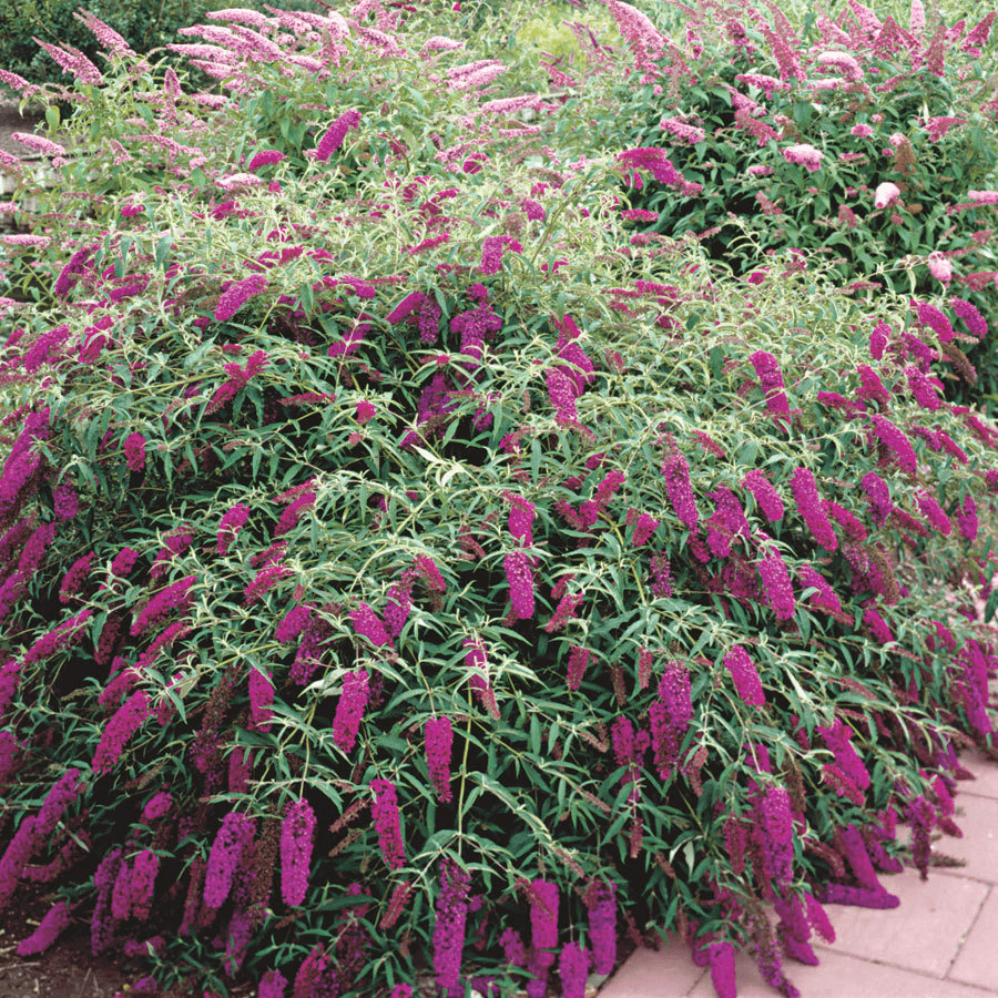 ROYAL RED BUTTERFLY BUSH 3/5gal