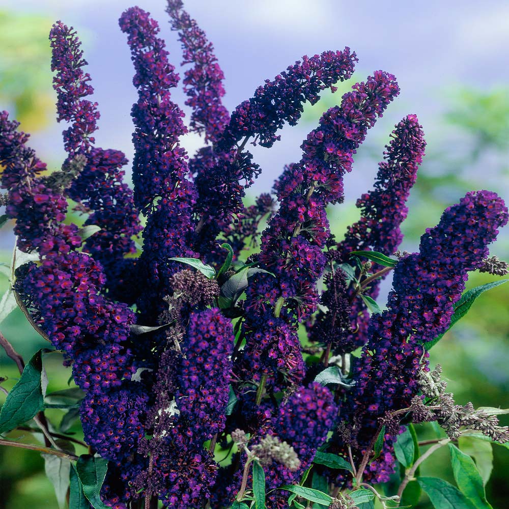 BLACK KNIGHT BUTTERFLY BUSH 3gal