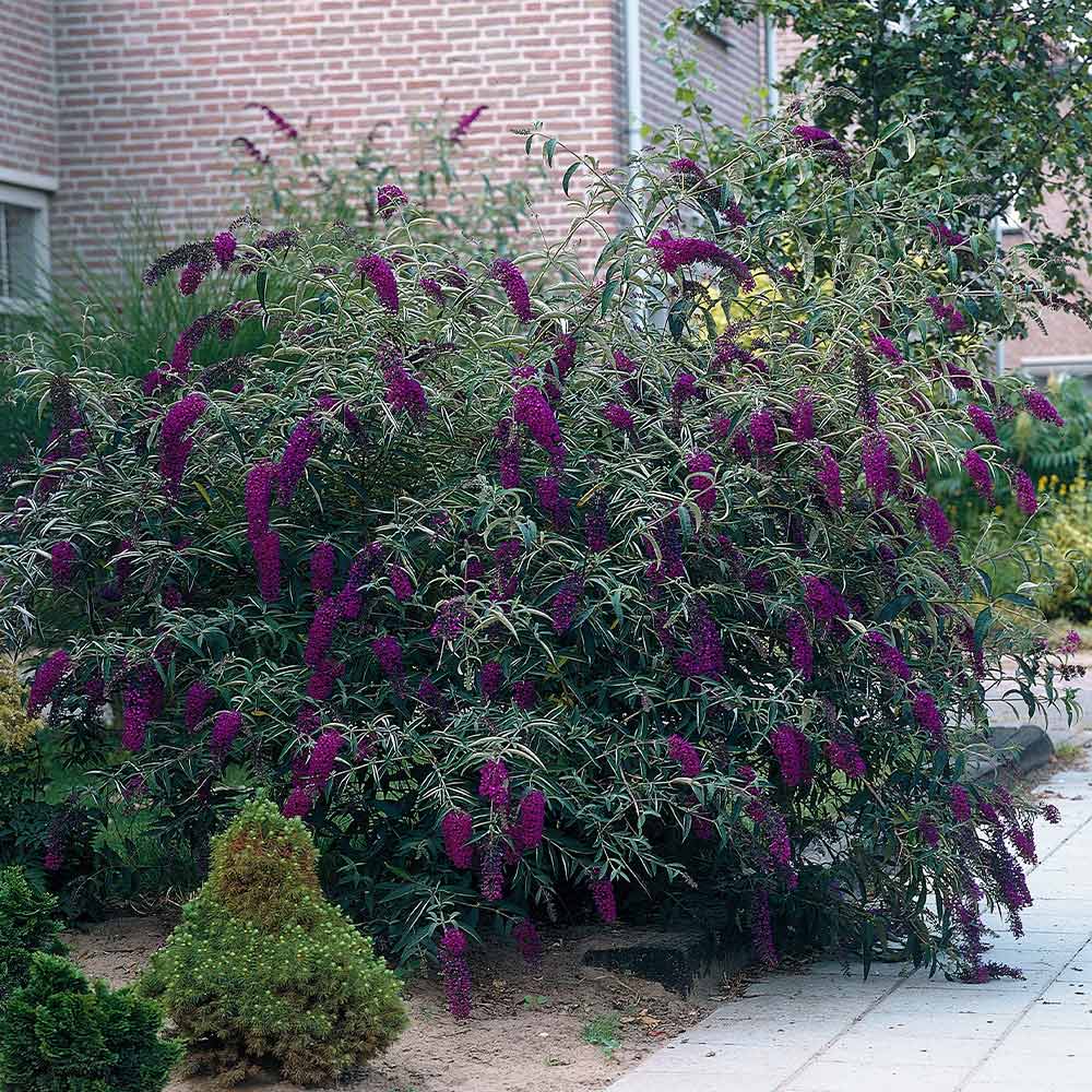 BLACK KNIGHT BUTTERFLY BUSH 3gal