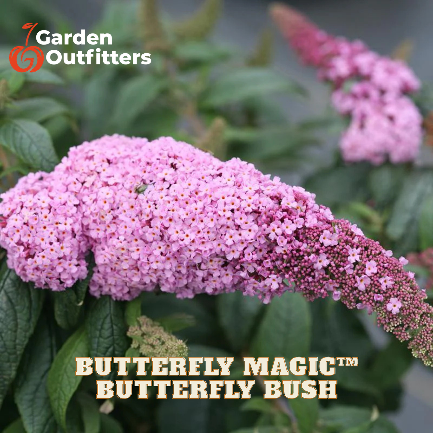 Pink butterfly bush flowers in full bloom with green leaves, featuring Garden Outfitters branding and 'Butterfly Magic' text overlays.