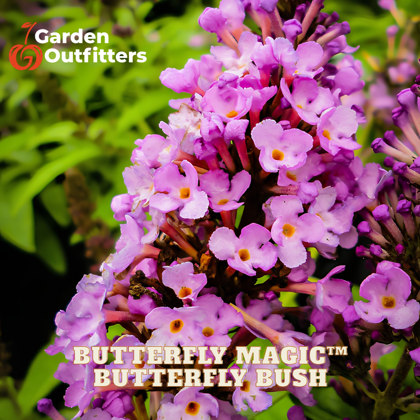 Close-up of a purple butterfly bush with many small flowers and yellow centers, shown outdoors against green foliage. Text overlays read 'Garden Outfitters' and 'BUTTERFLY MAGIC TM BUTTERFLY BUSH'.