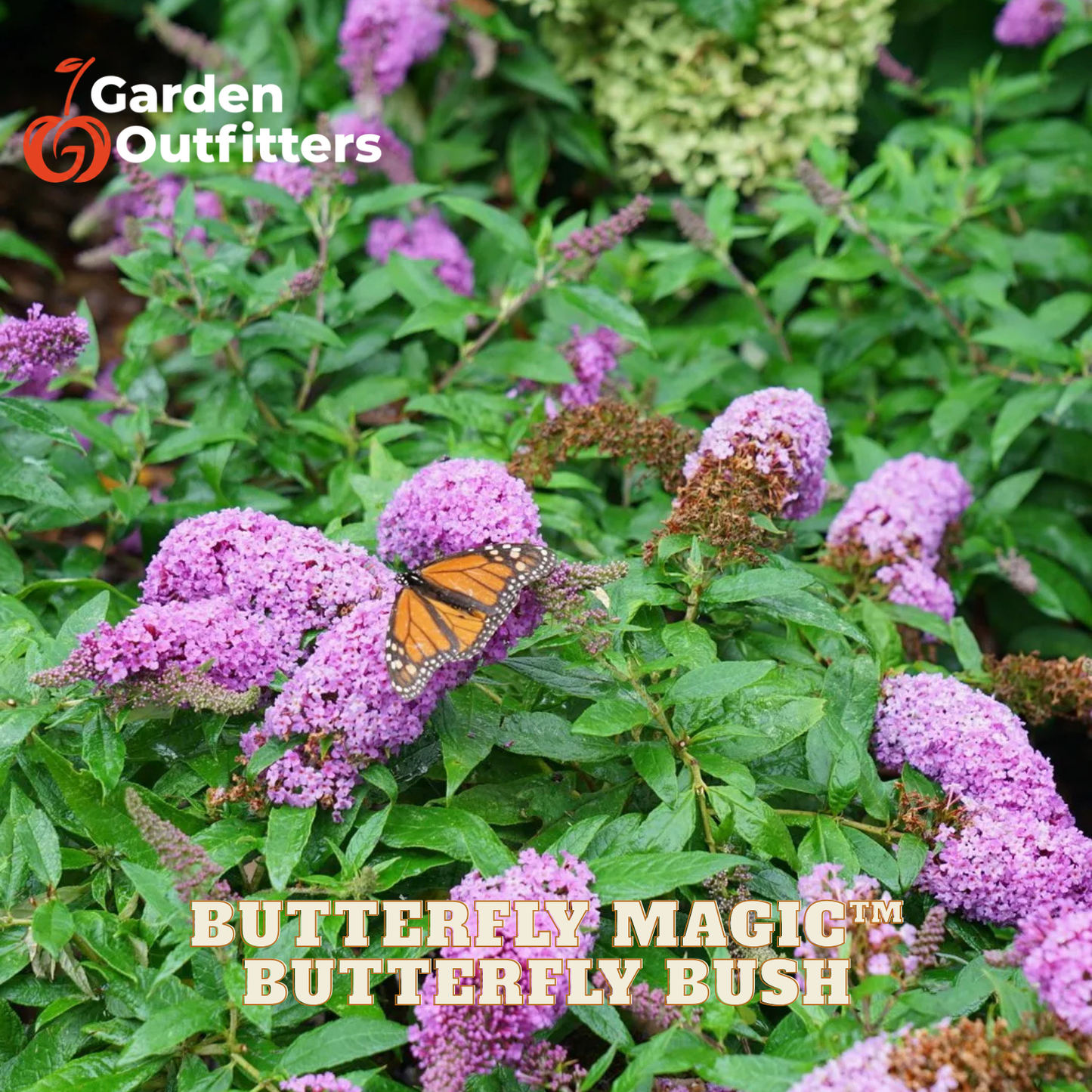 Purple butterfly bush flowers with green leaves and a monarch butterfly, featuring Garden Outfitters branding and 'Butterfly Magic' text overlays.