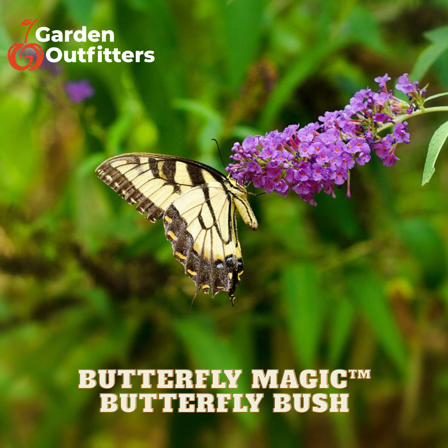 A Garden Outfitters promotional image showing a yellow and black butterfly perched on a cluster of purple butterfly-bush flowers against a blurred green garden background, with the text 'BUTTERFLY MAGIC™ BUTTERFLY BUSH' at the bottom.
