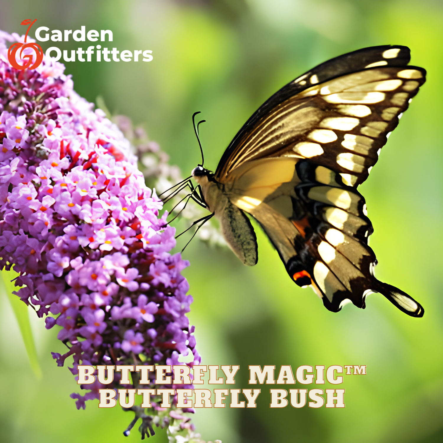A close-up outdoor photo of a butterfly perched on a purple butterfly bush, with Garden Outfitters branding and the text 'BUTTERFLY MAGIC™ BUTTERFLY BUSH' overlaid.