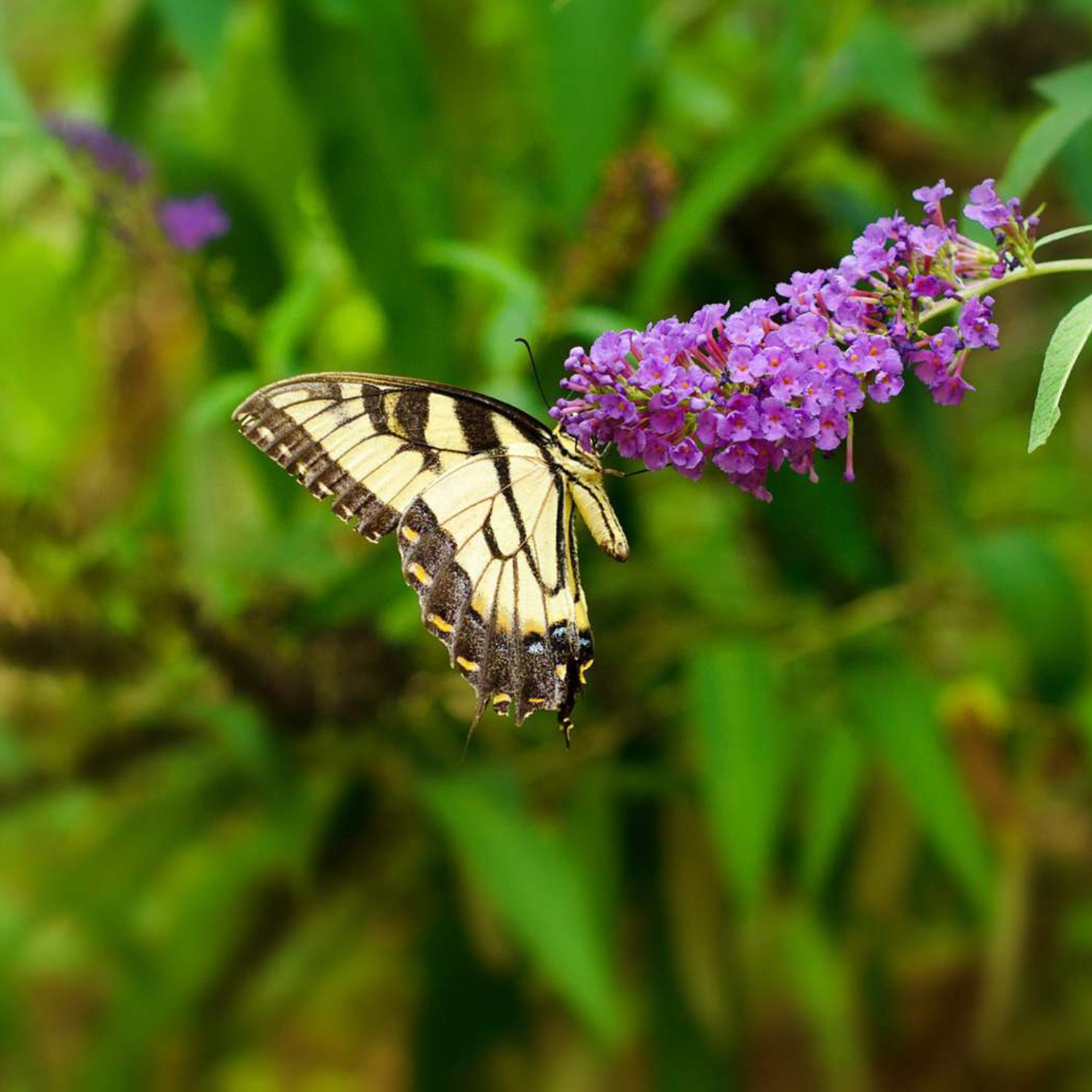 A yellow and black swallowtail butterfly perched on a cluster of small purple flowers against a soft green blurred natural background.