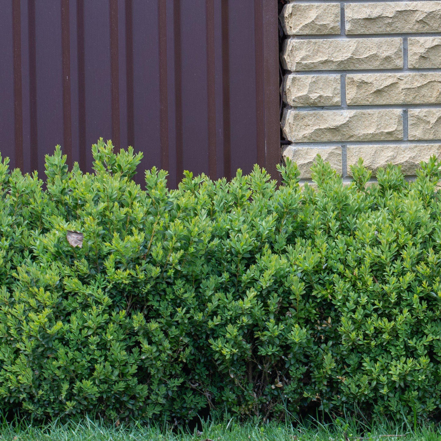 NewGen Freedom® Boxwood (Buxus newgen 'Freedom') - 2 gallon 10"
