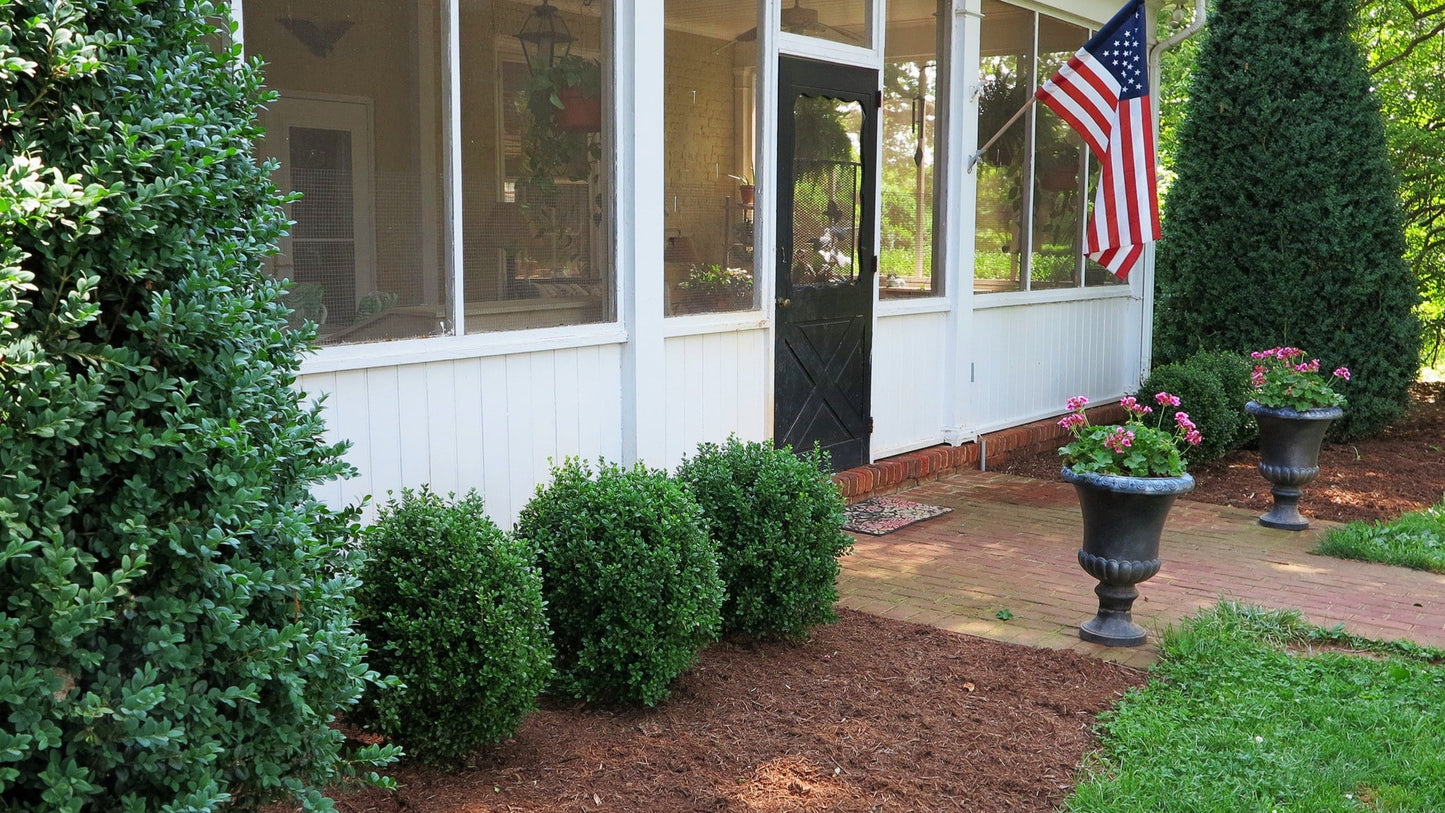 NewGen Freedom® Boxwood (Buxus newgen 'Freedom') - 2 gallon 10"