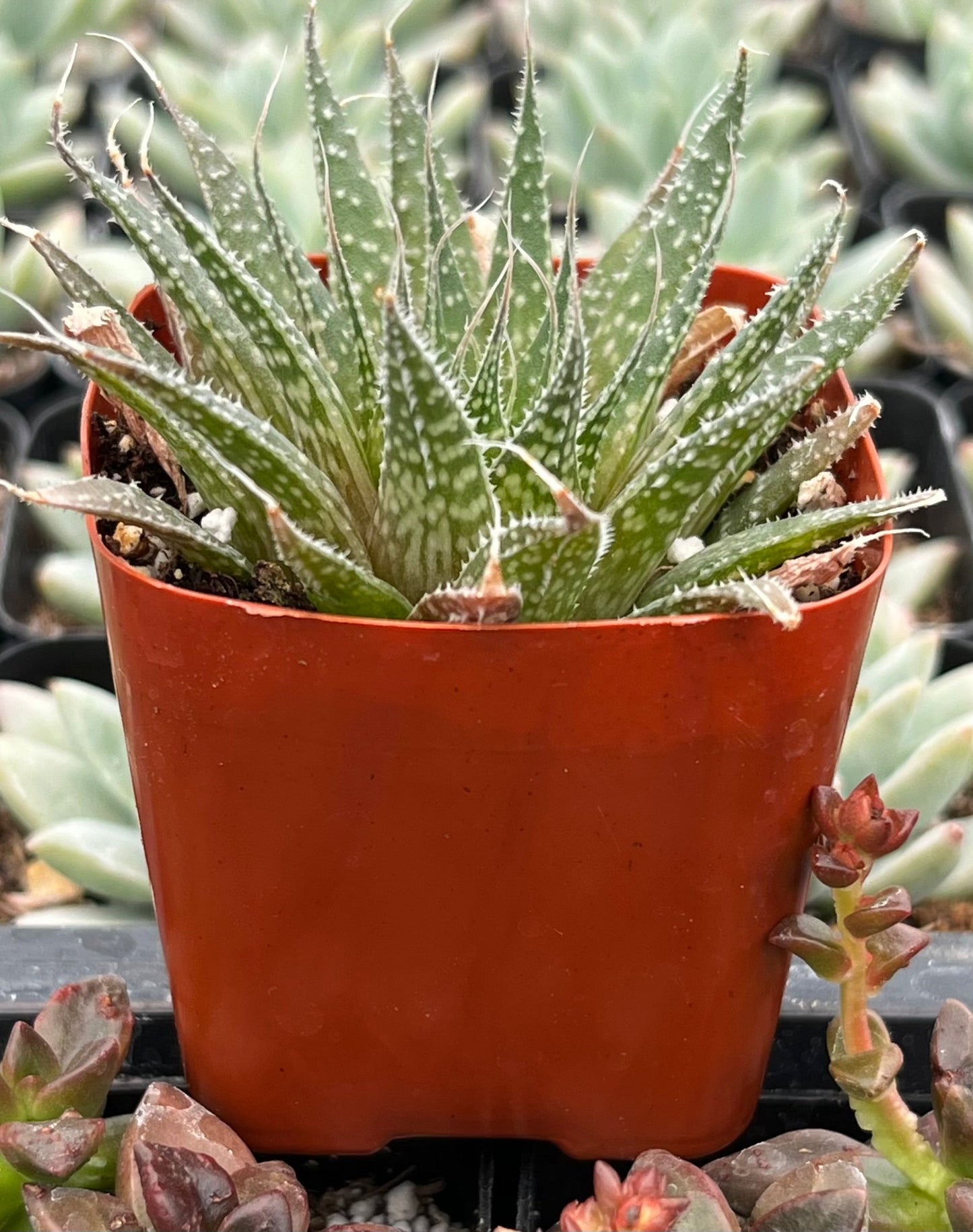 Lance Aloe