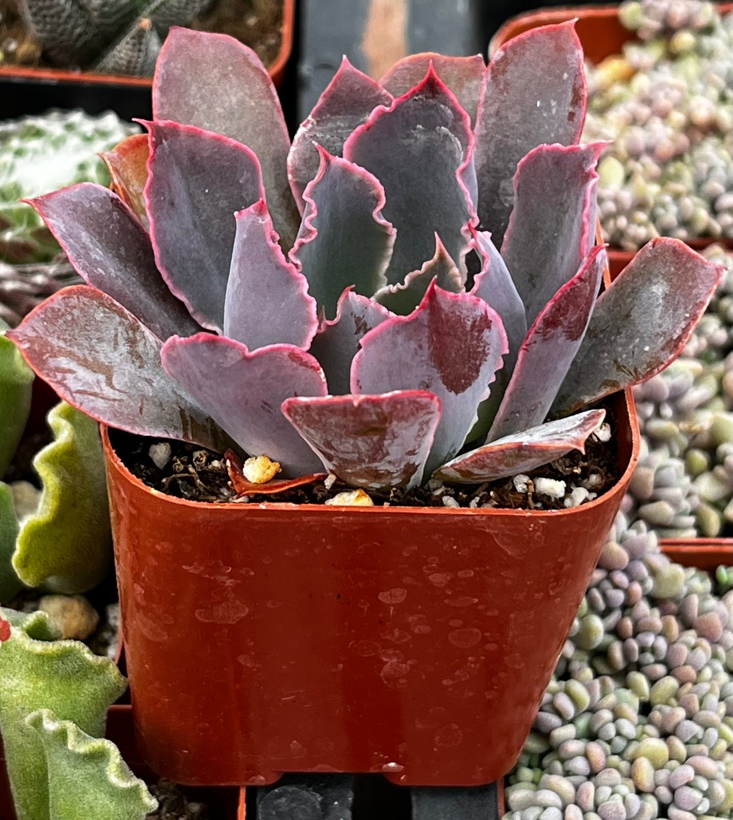 Neon Breaker Echeveria