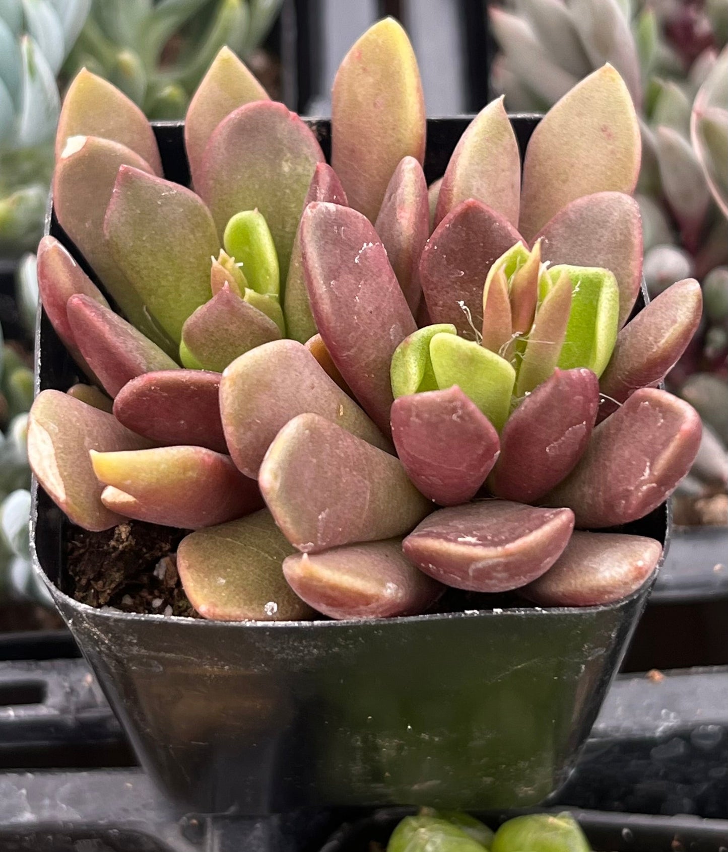 Purple Anacampseros