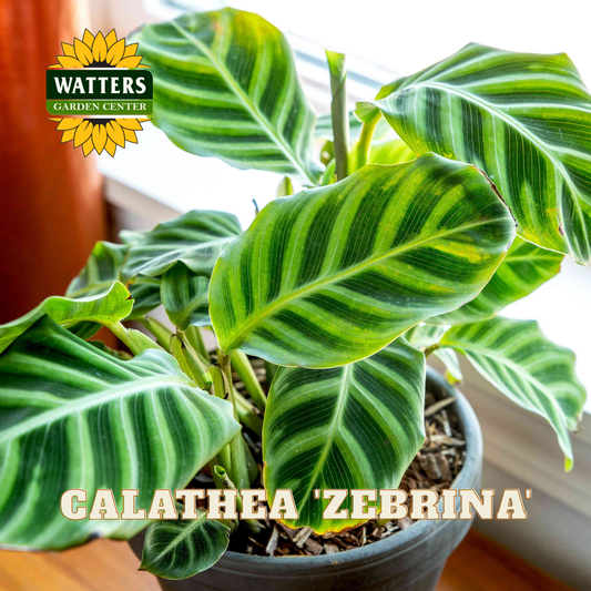 Potted Calathea 'Zebrina' plant with Watters Garden Center logo.