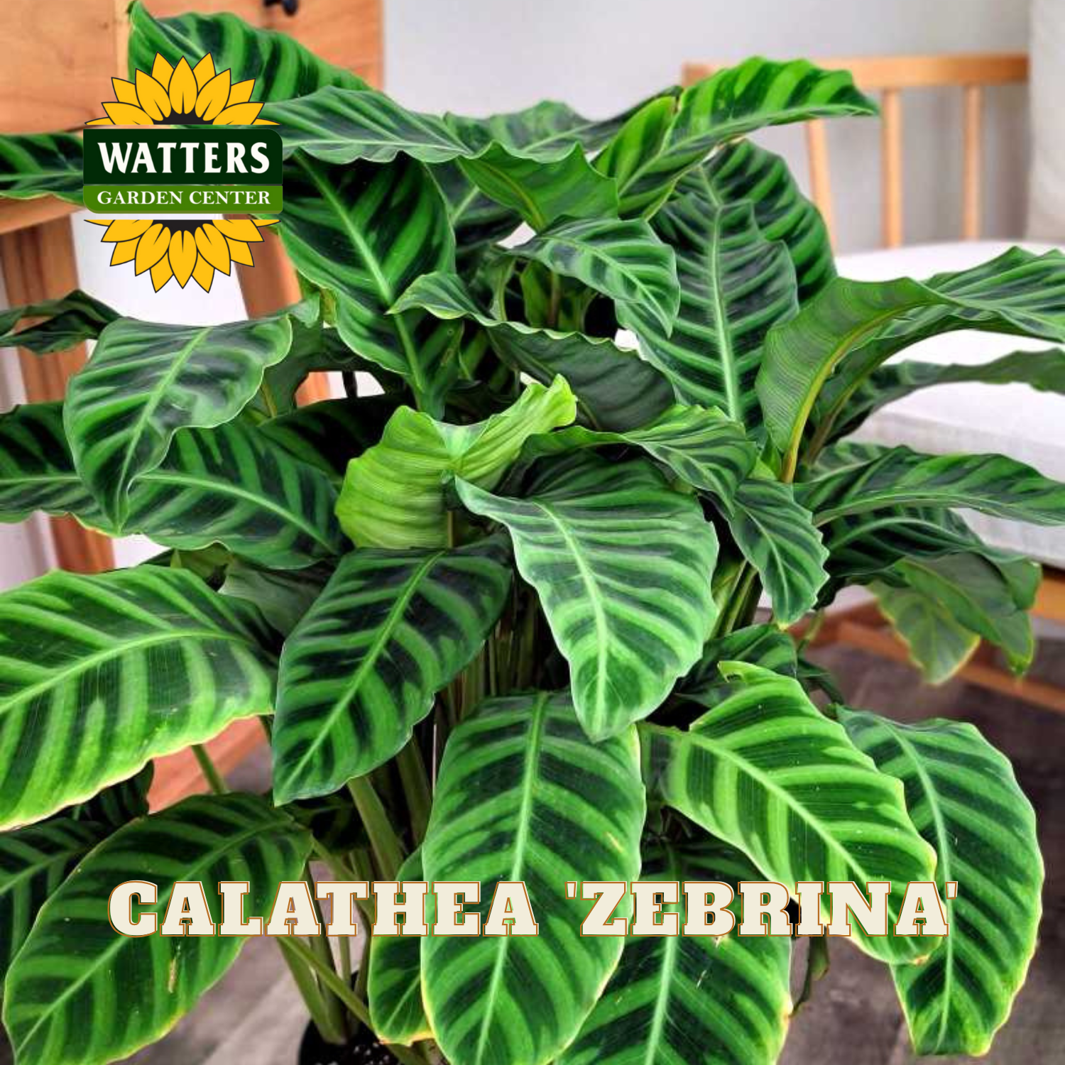 Calathea Zebrina plant with Watters Garden Center logo in the corner.