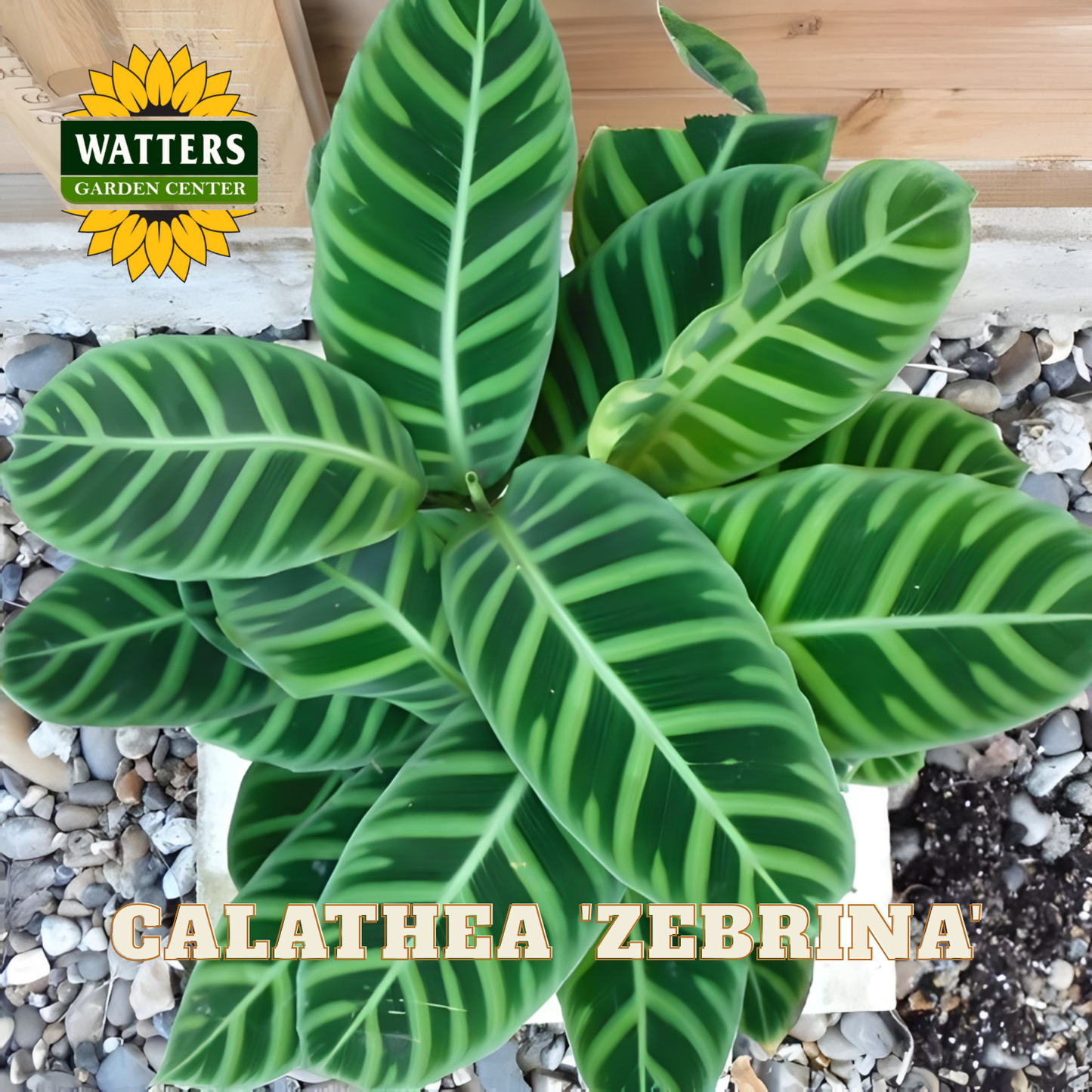 Green Calathea 'Zebrina' plant with Watters Garden Center logo.