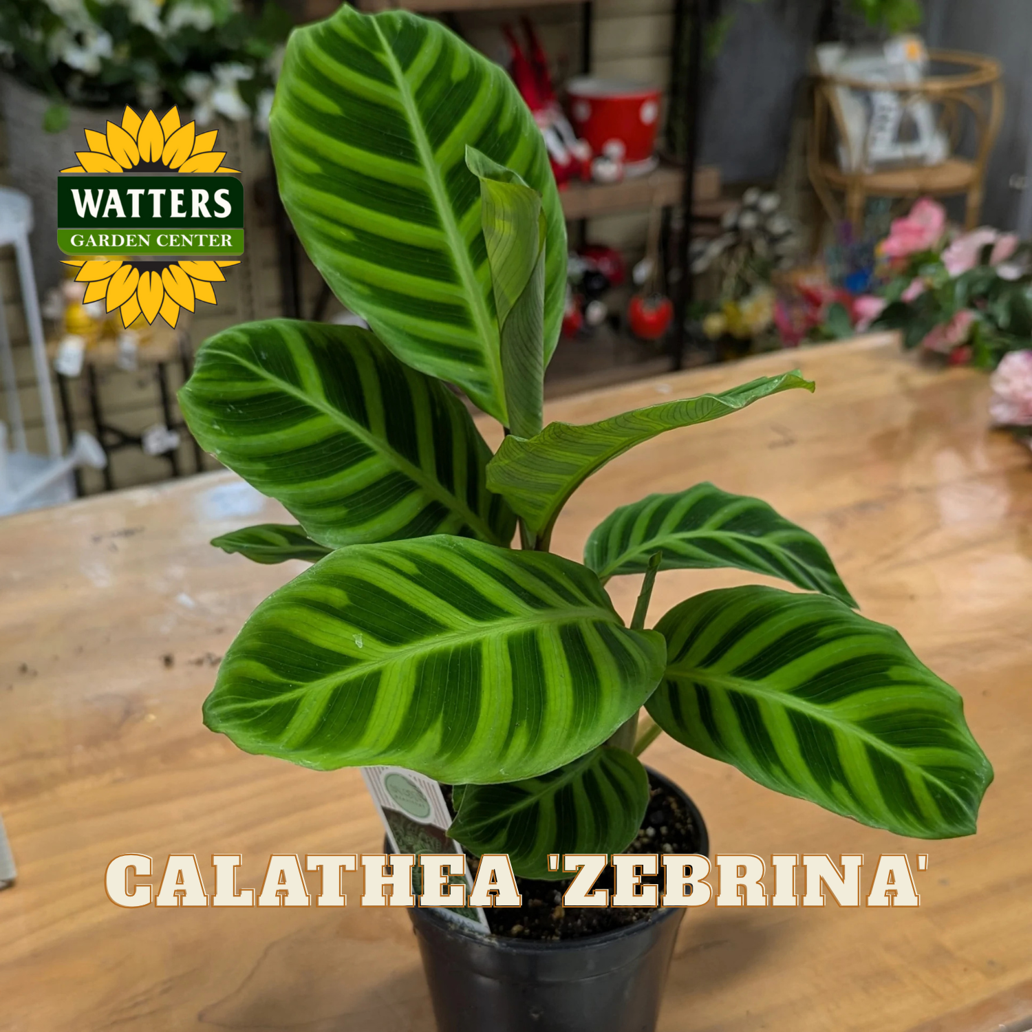 Potted Calathea 'Zebrina' plant on a wooden surface with Watters Garden Center branding.