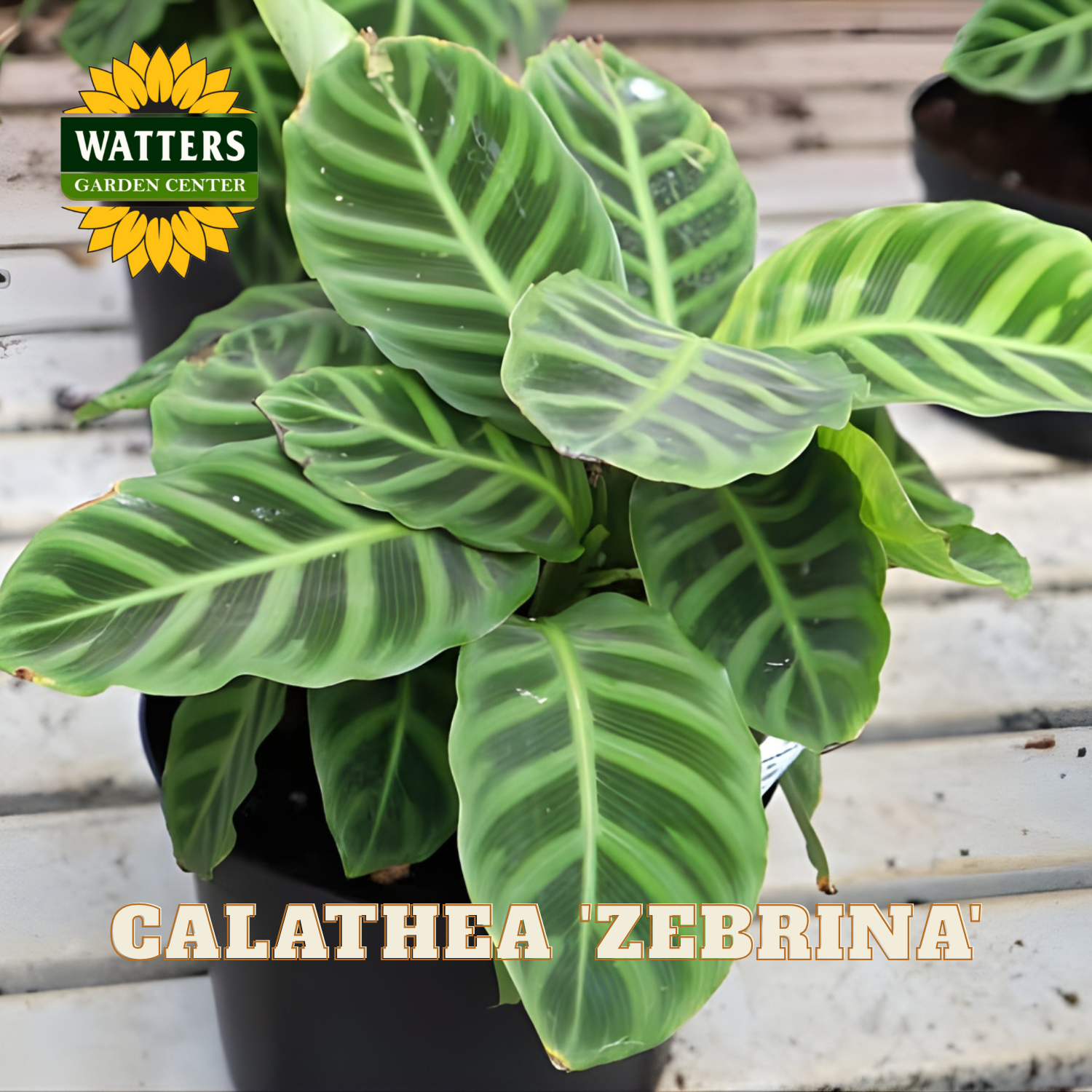 Calathea 'Zebrina' plant with Watters Garden Center branding.