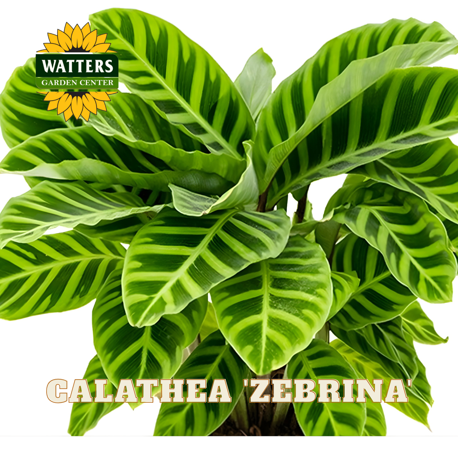 Calathea Zebrina plant with Watters Garden Center logo