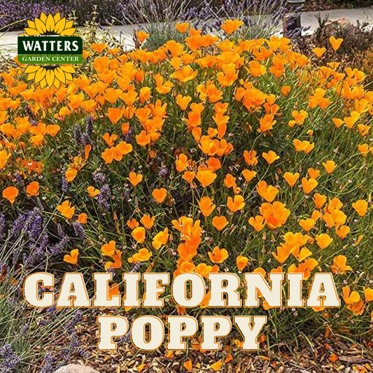 CALIFORNIA POPPY 1gal