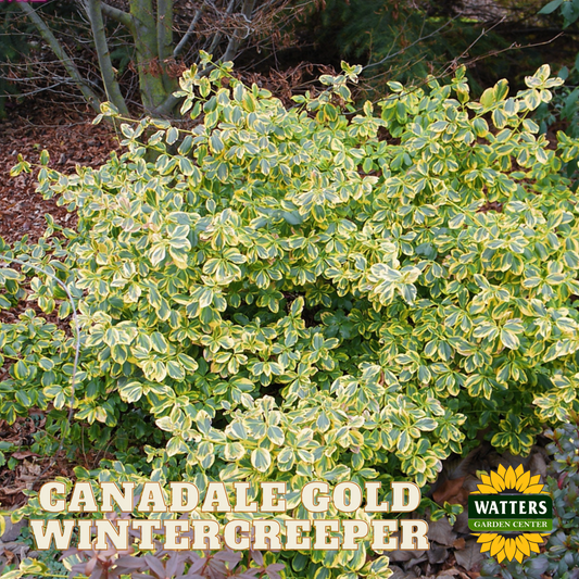 CANADALE GOLD WINTERCREEPER EUONYMUS 5gal