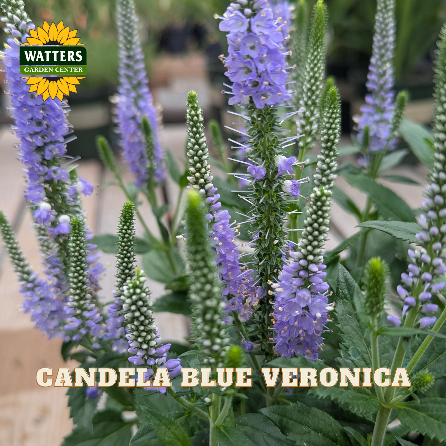 Purple Veronica flowers with green stems and leaves, shown in a garden-style setting with Watters Garden Center branding and the text 'CANDELA BLUE VERONICA' at the bottom.