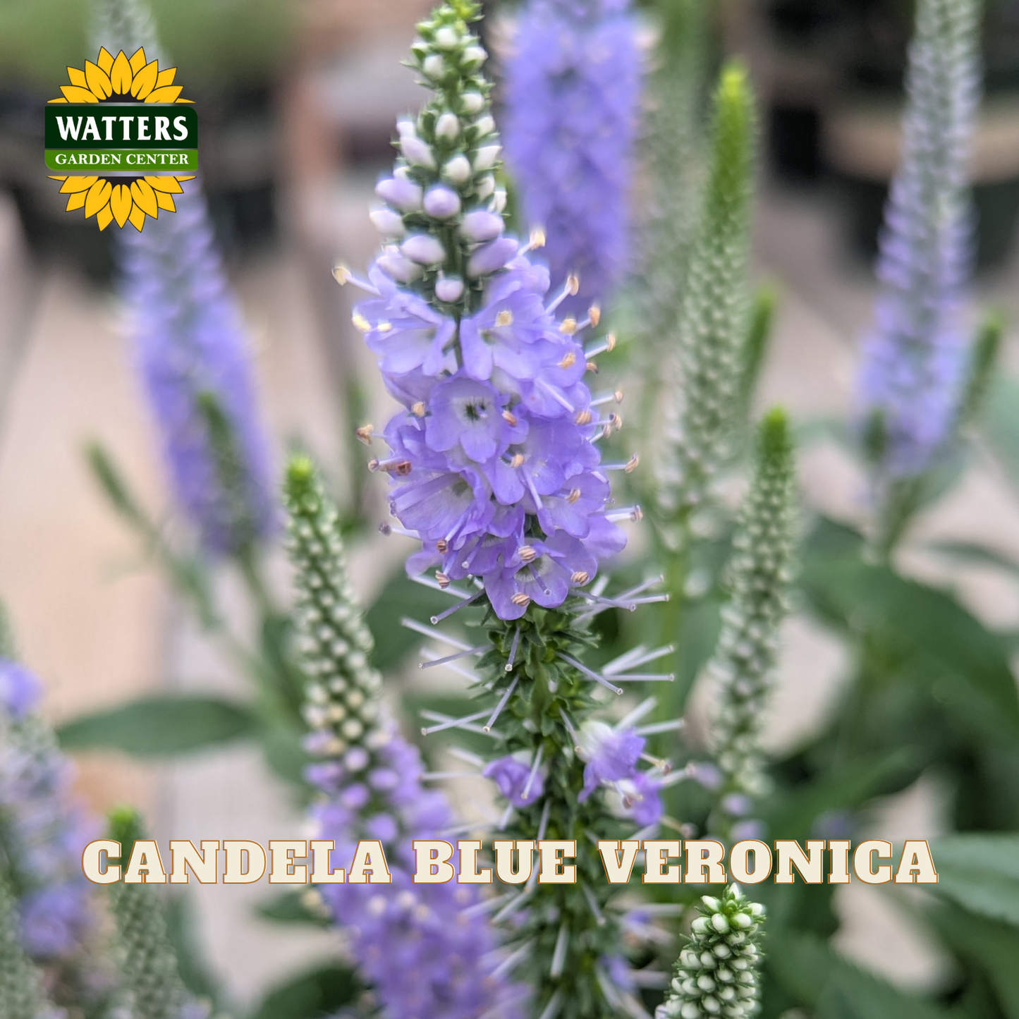A close-up of a flowering plant with tall spikes of small lavender-blue flowers and green leaves. The Watters Garden Center logo appears in the top left, and the text 'CANDELA BLUE VERONICA' is overlaid at the bottom.