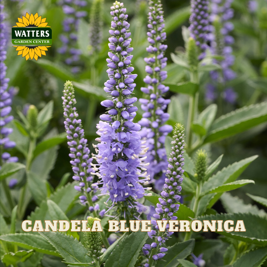 Close-up of blue veronica flowers in tall purple-blue spikes with green leaves, with the Watters Garden Center logo in the top left and the text 'CANDELA BLUE VERONICA' at the bottom.