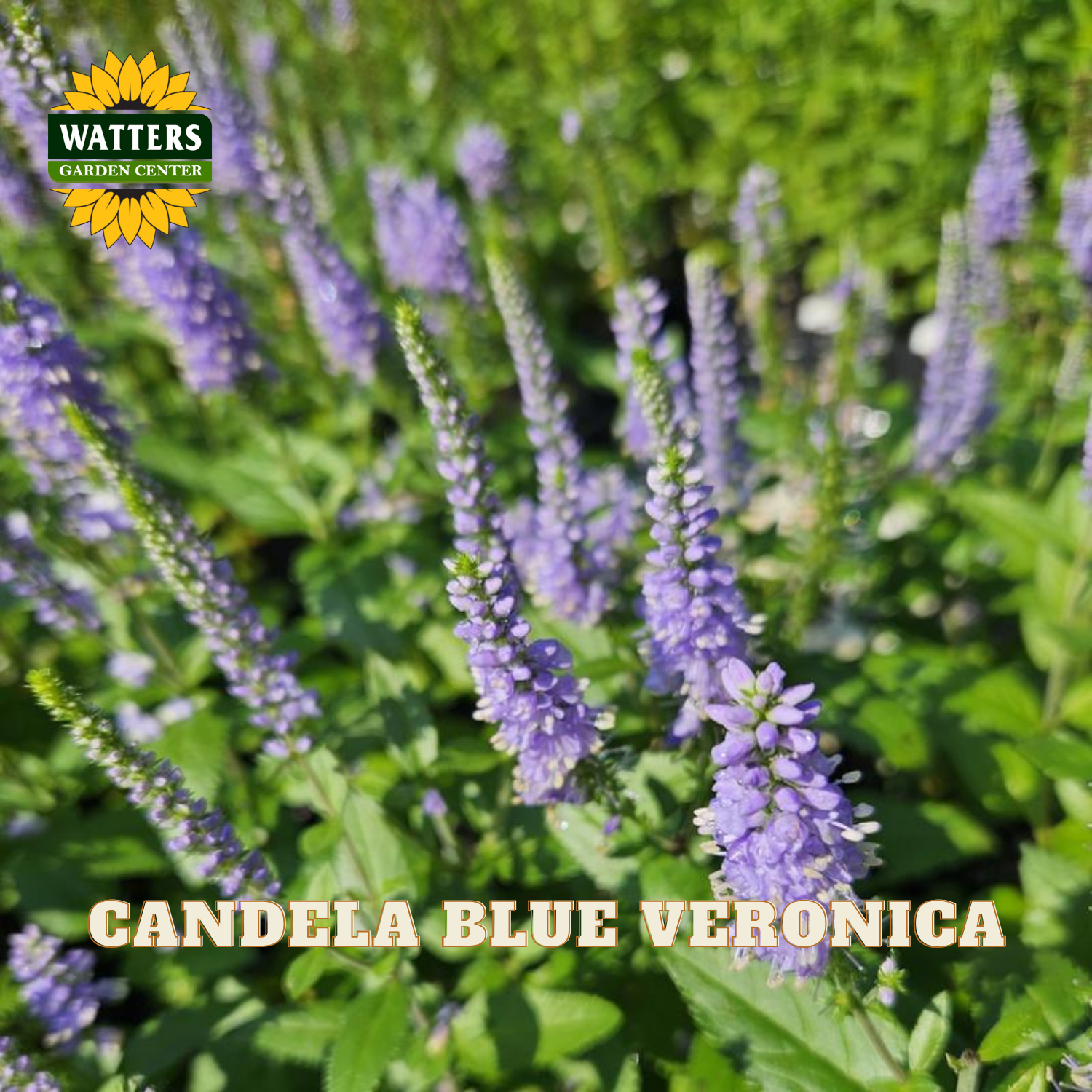 Purple flower spikes of Cancela Blue Veronica growing in a garden bed with green foliage, featuring a Watters Garden Center logo in the top left and the text 'CANDELA BLUE VERONICA' at the bottom.