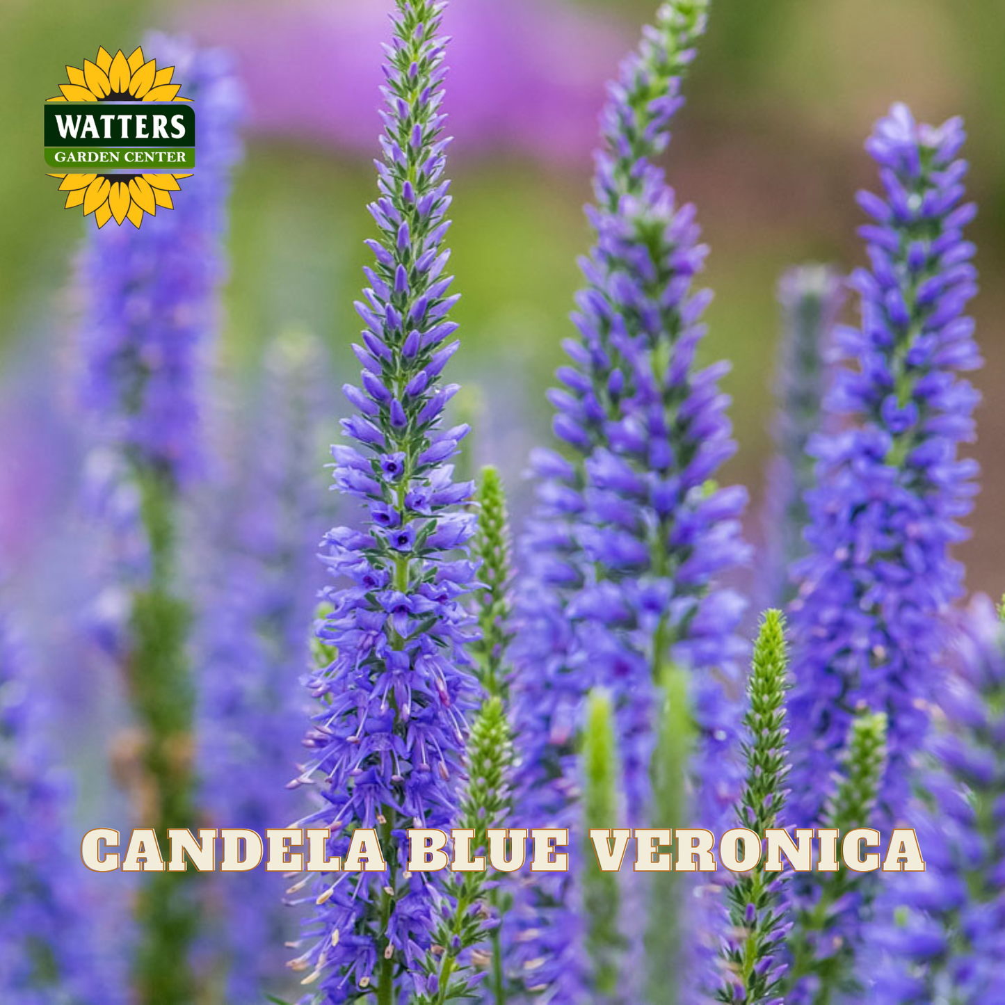 Close-up of blue Veronica plant spikes in a garden setting with the Watters Garden Center logo in the top left and the text 'CANDELA BLUE VERONICA' at the bottom.