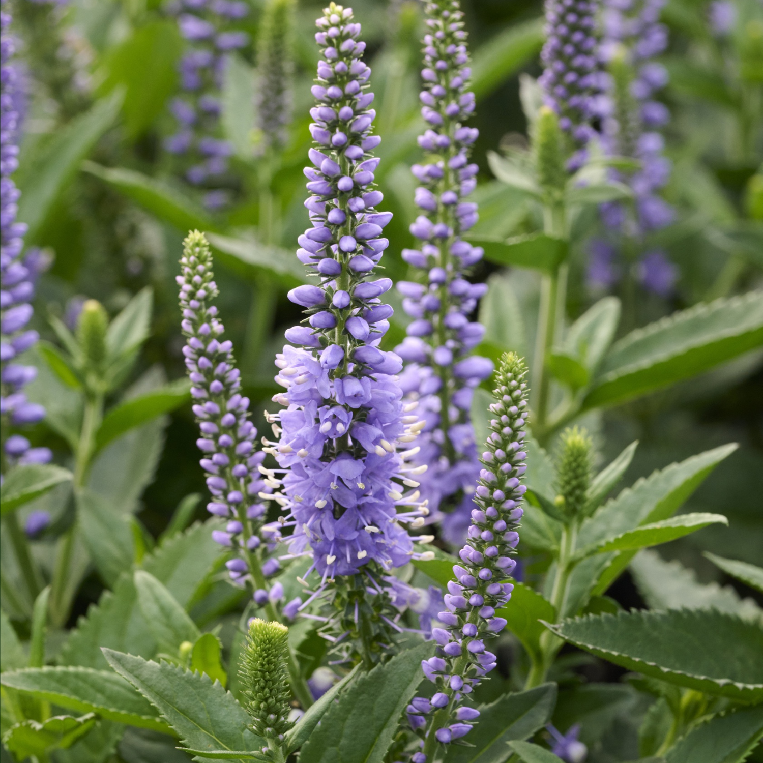 Purple flower spikes with green leaves growing in a garden setting.
