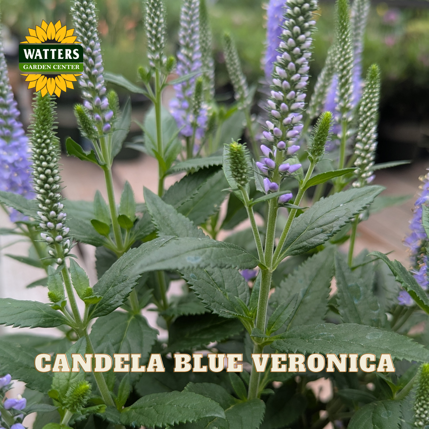 Close-up of blue Veronica plant with purple-blue flower spikes and green leaves, with Watters Garden Center logo and the text 'CANDELA BLUE VERONICA' overlaid.