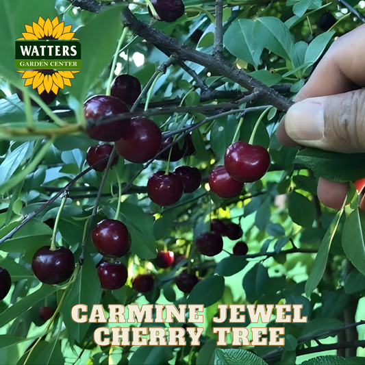 Hand picking cherries from a Carmine Jewel cherry tree with Watters Garden Center branding.
