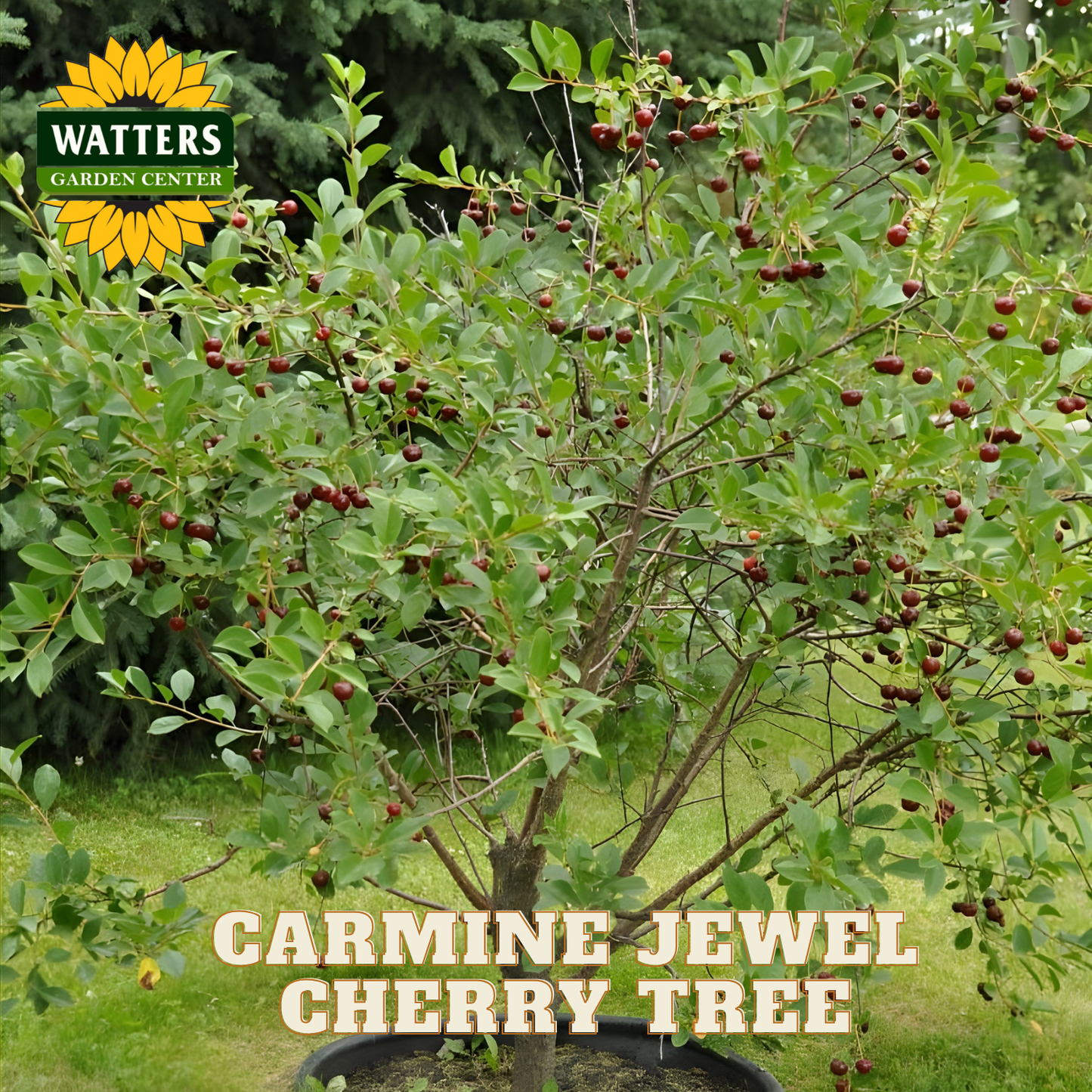 Carmine Jewel Cherry Tree with Watters Garden Center branding