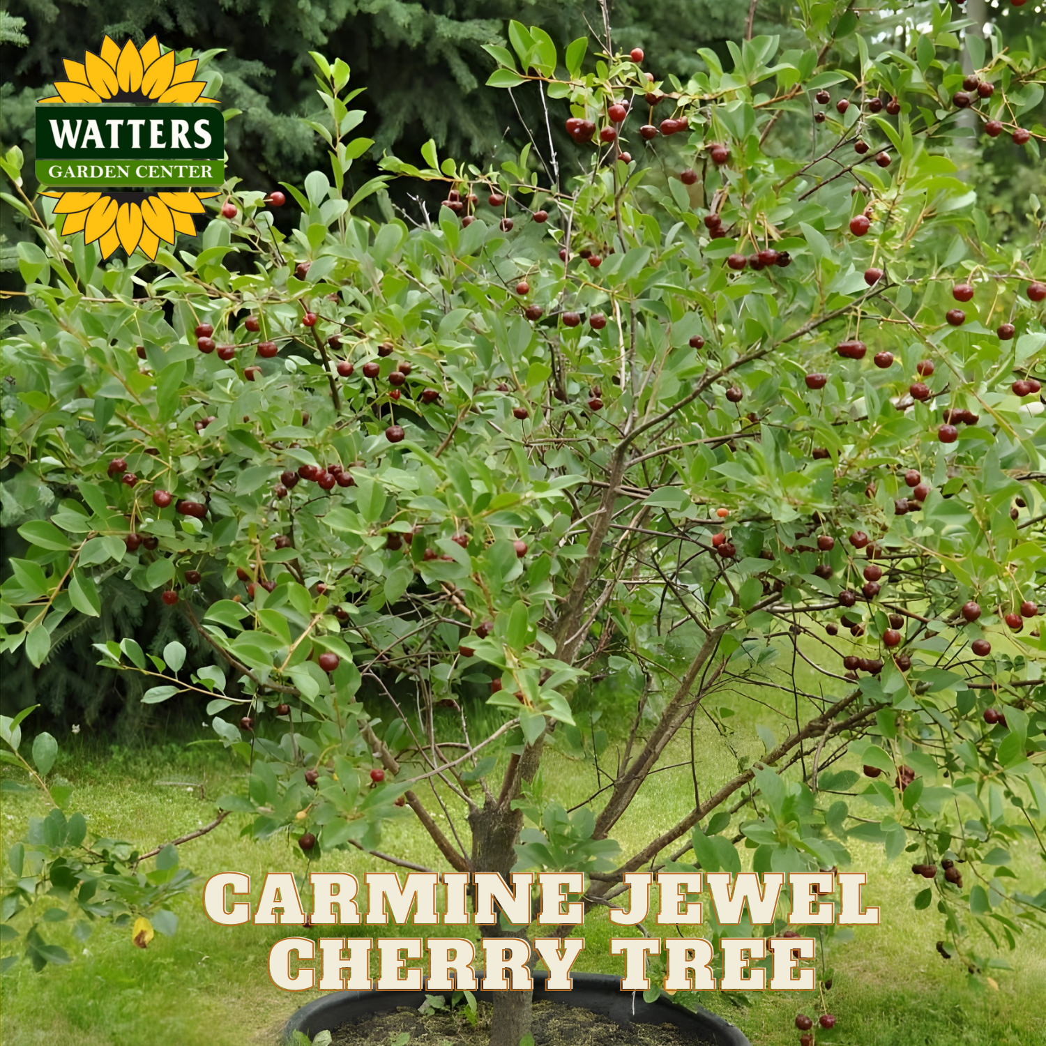 Carmine Jewel Cherry Tree with Watters Garden Center branding