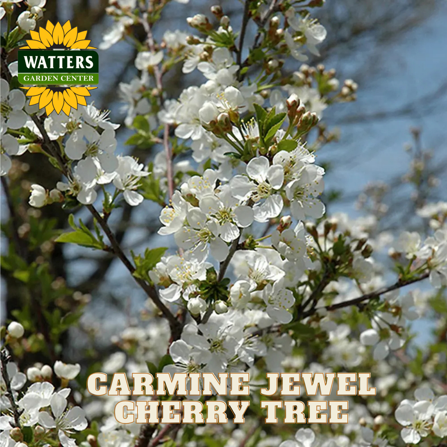 Carmine Jewel Cherry Tree with Watters Garden Center logo