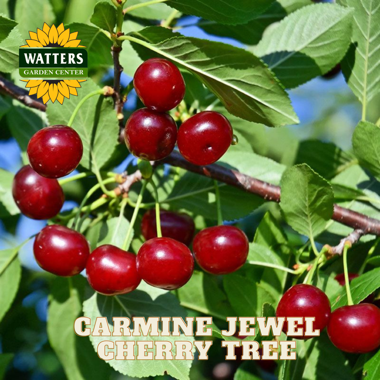 Carmine Jewel cherry tree with ripe red cherries and Watters Garden Center logo.