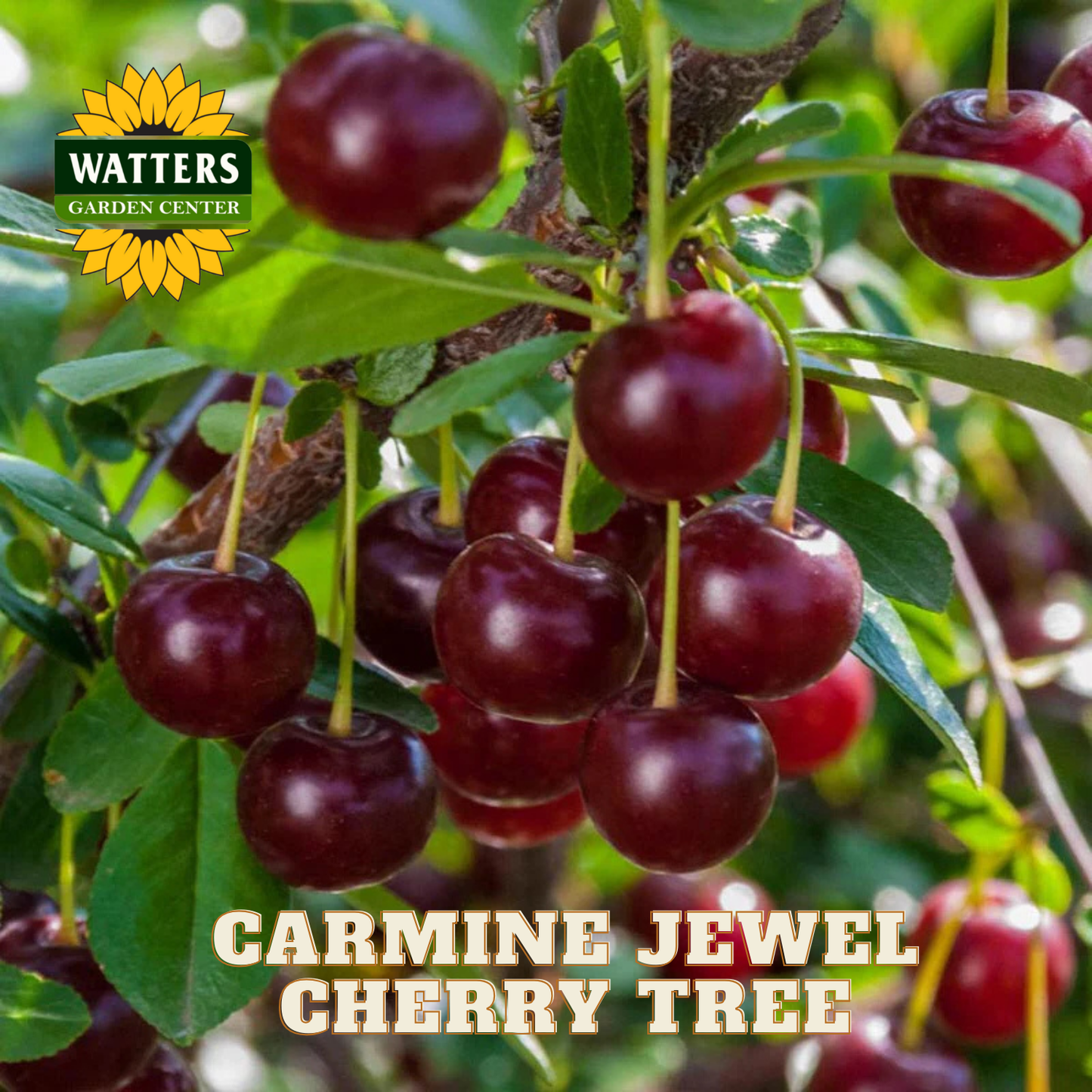 Carmine Jewel cherry tree with ripe red cherries and Watters Garden Center logo.
