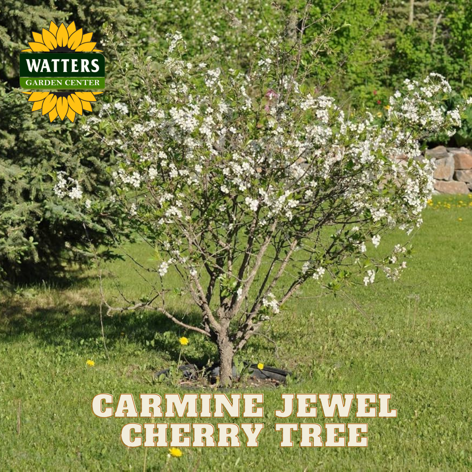 Carmine Jewel Cherry Tree with Watters Garden Center logo