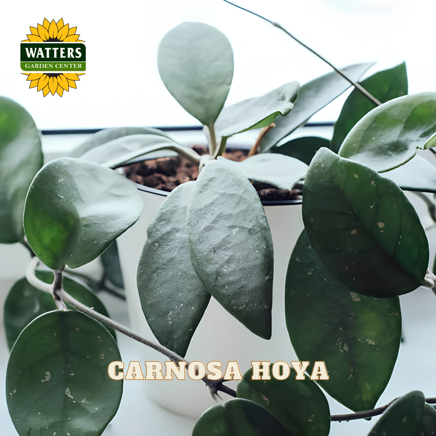 A potted carnosa hoya plant with glossy dark green leaves in a white pot, shown close up near a bright window. The Watters Garden Centre logo appears in the top left, and 'CARNOSA HOYA' is written across the bottom.