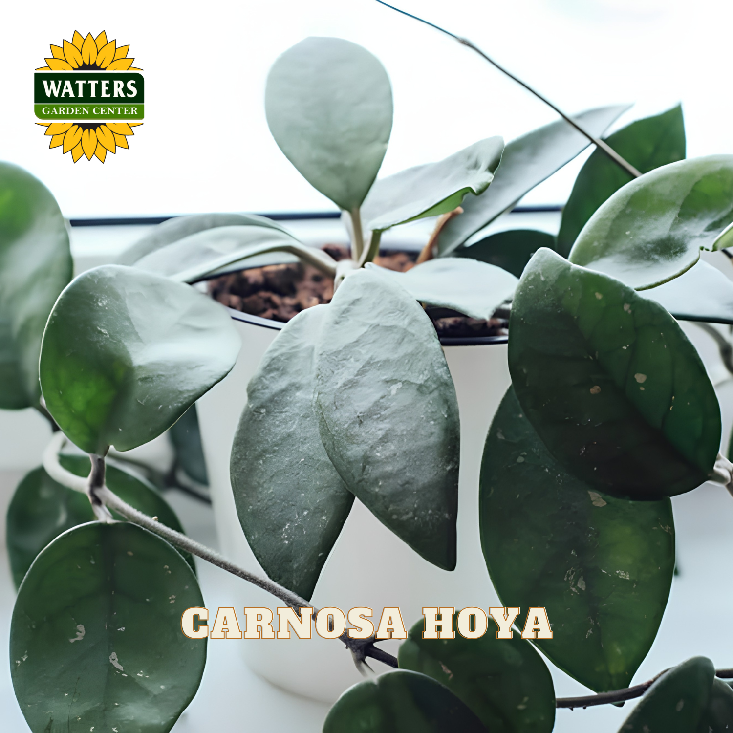 A potted carnosa hoya plant with glossy dark green leaves in a white pot, shown close up near a bright window. The Watters Garden Centre logo appears in the top left, and 'CARNOSA HOYA' is written across the bottom.