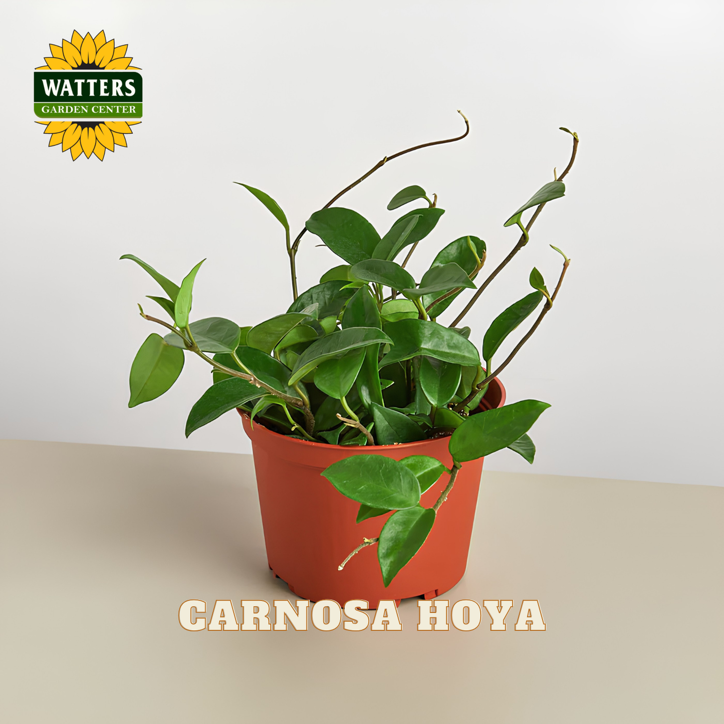 A potted Carnosa Hoya plant with glossy green leaves in a terracotta-colored pot, displayed on a light beige surface against a white background. The Watters Garden Center logo is visible in the top left, and 'CARNOSA HOYA' is written at the bottom.