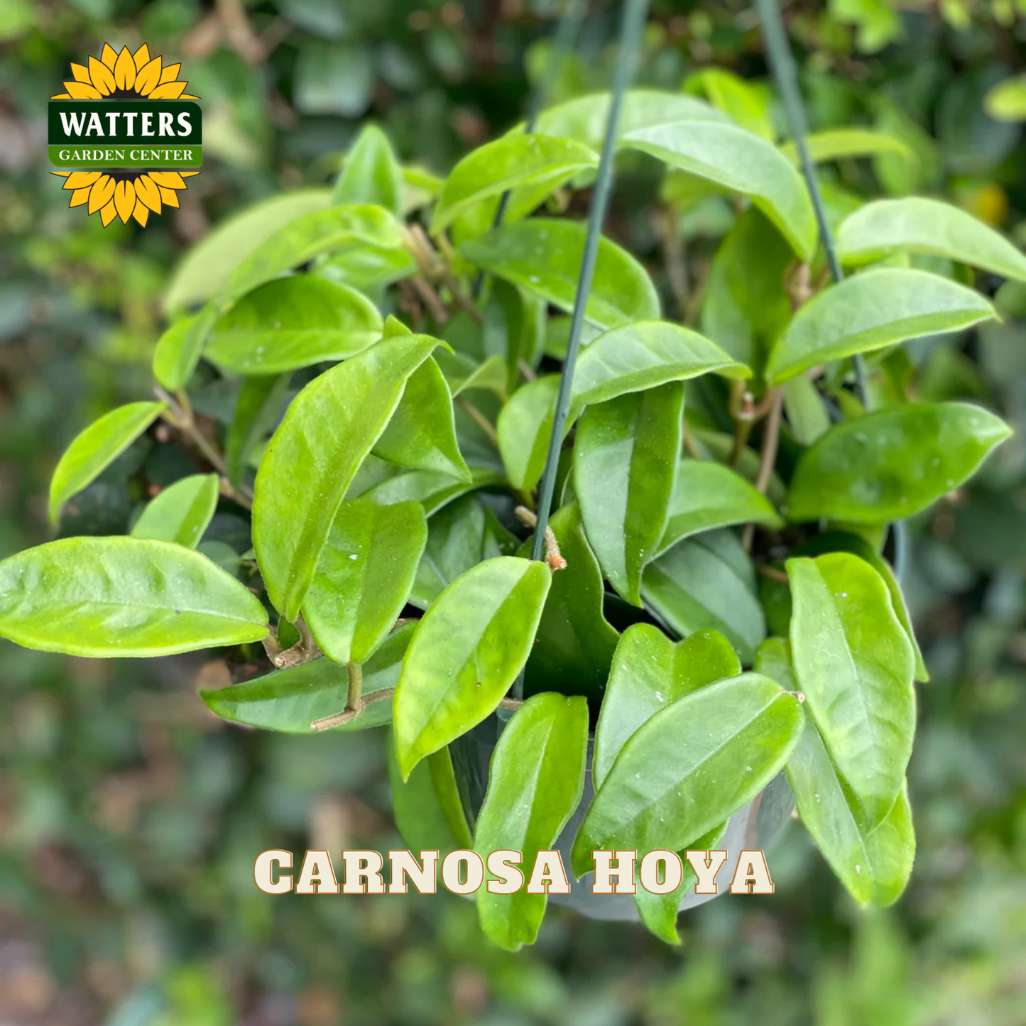 A close-up of a green hanging plant with glossy oval leaves, identified as Carnosa Hoya, with a Watters Garden Center logo in the top-left corner and 'CARNOSA HOYA' text at the bottom.